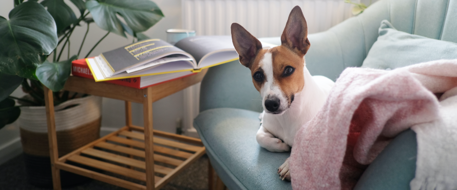 Must-Have Home Appliances for Pet Owners
